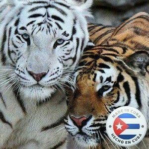 Meet your Posher, Amado